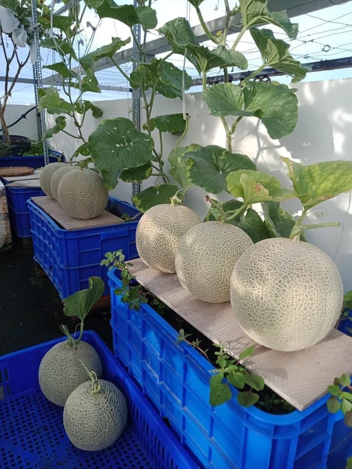Japanese Yubari King Melon