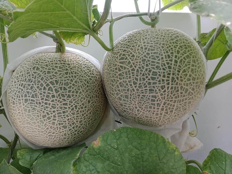 Japanese Yubari King Melon