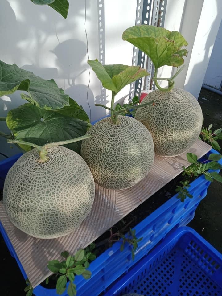 Japanese Yubari King Melon