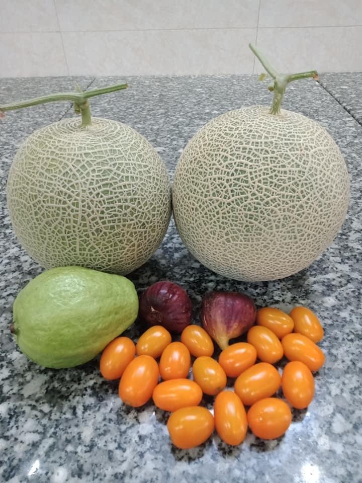 Japanese Yubari King Melon