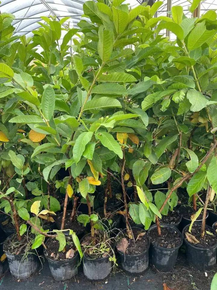 🌳 Pink Guava Seedling – Sweet, Refreshing, and Nutritious Fruit