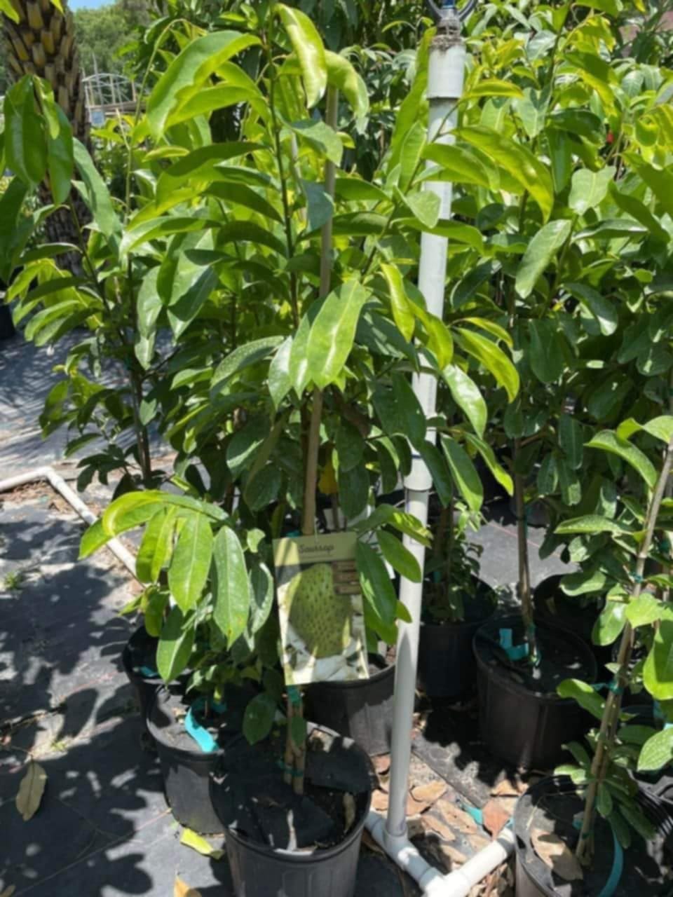 Soursop Seedling – A Precious Tropical Fruit