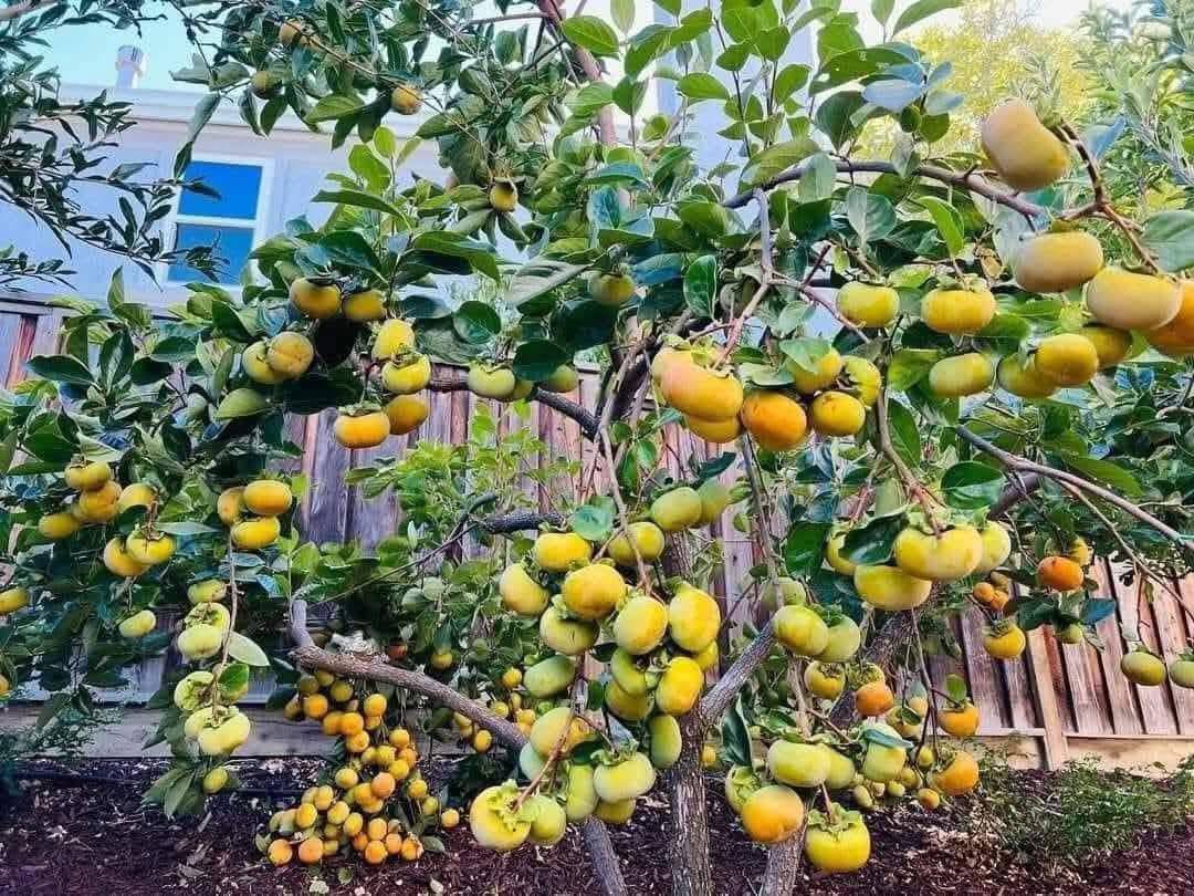 Fuyu Persimmon Tree
