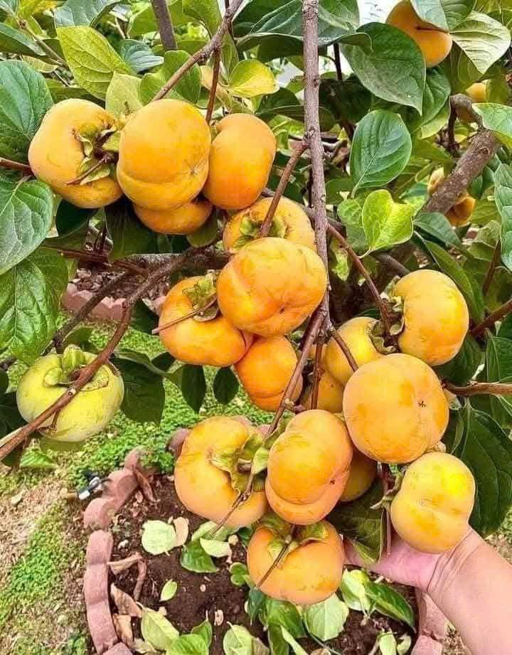 Fuyu Persimmon Tree