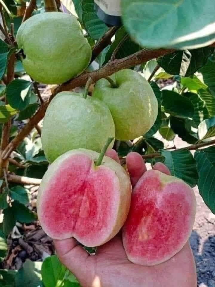 🌳 Pink Guava Seedling – Sweet, Refreshing, and Nutritious Fruit