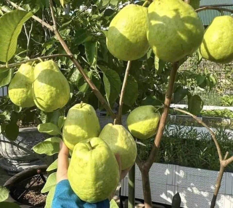 🌳 Pink Guava Seedling – Sweet, Refreshing, and Nutritious Fruit