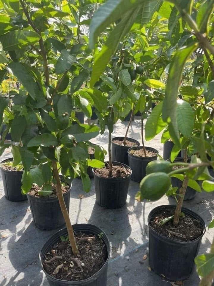 🌳 Pink Guava Seedling – Sweet, Refreshing, and Nutritious Fruit