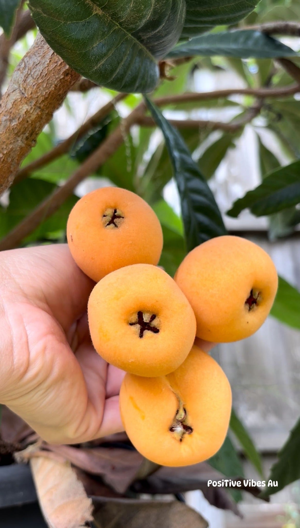 The Japanese Biwa (Loquat) seedling