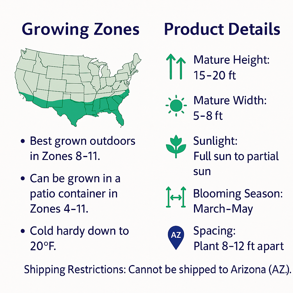 Long Neck Avocado Tree