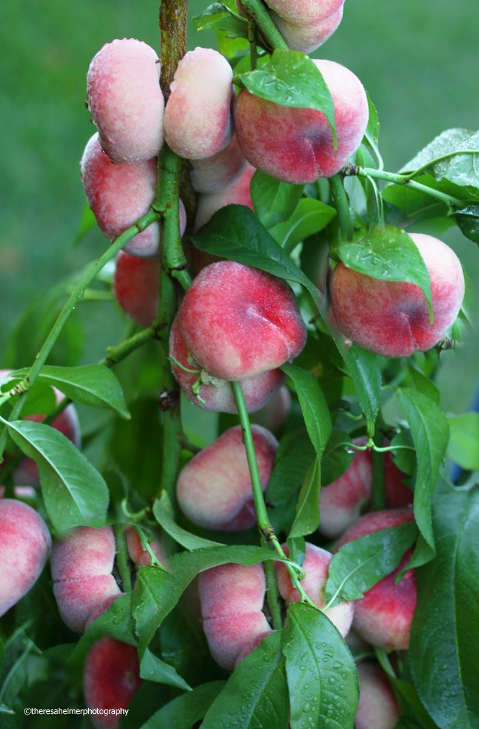 Saturn Peach (VOTED THE BEST-TASTING PEACH IN THE WORLD )
