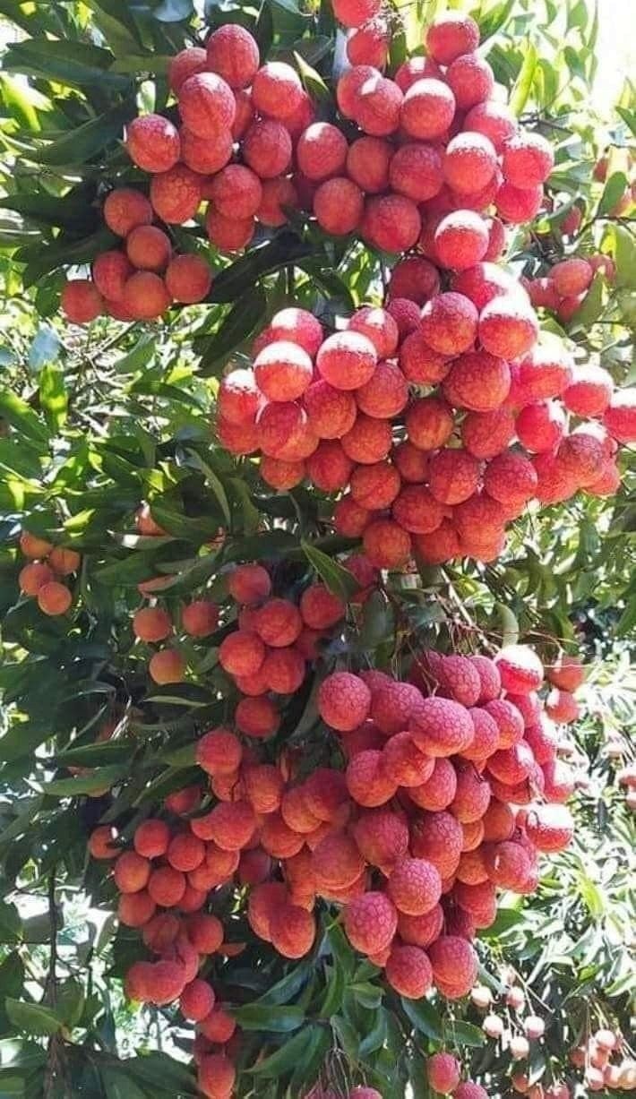 Lychee Tree