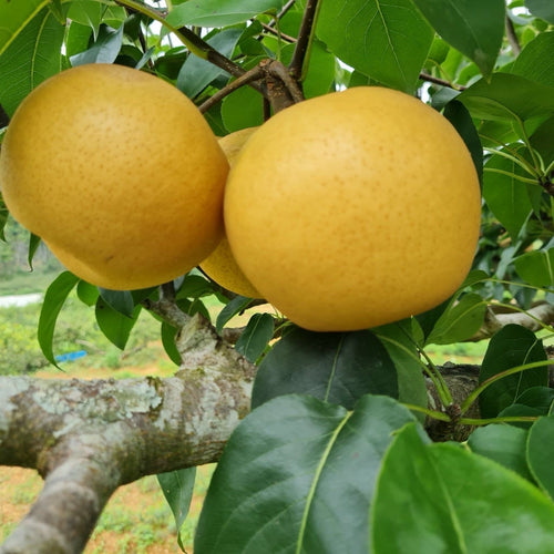 Asian Pear (also known as Nashi Pear or Apple Pear)