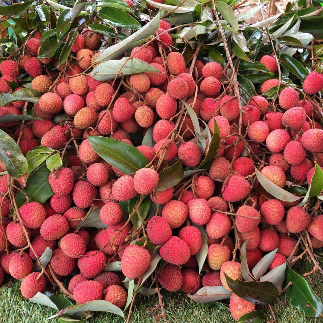 Lychee Tree