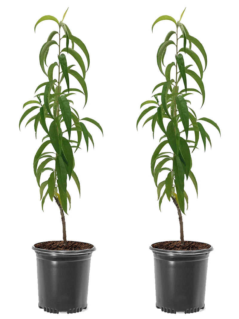 Saturn Peach (VOTED THE BEST-TASTING PEACH IN THE WORLD )