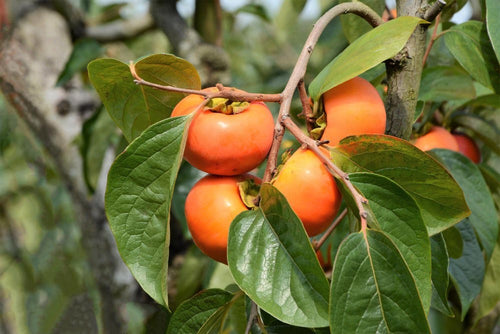 Fuyu Persimmon Tree