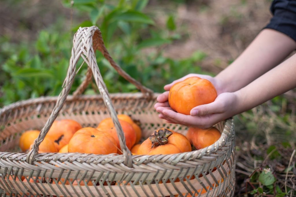 Fuyu Persimmon Tree