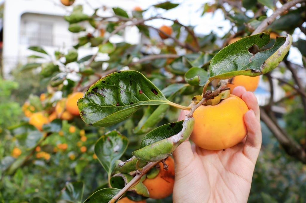 Fuyu Persimmon Tree