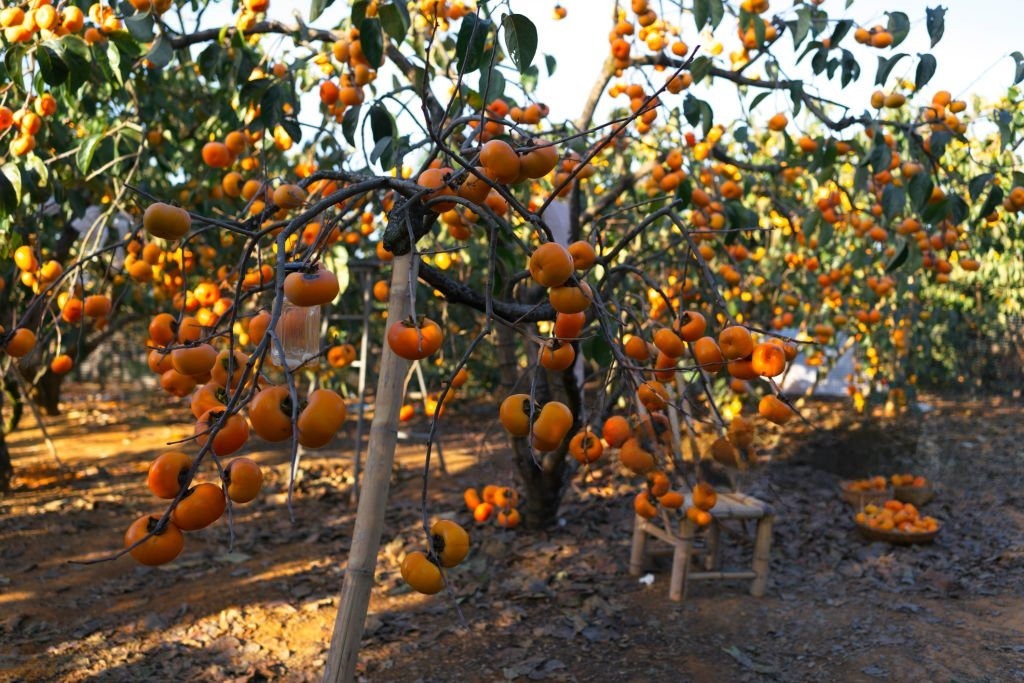 Fuyu Persimmon Tree
