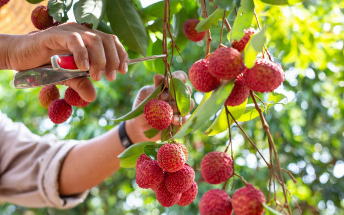 Lychee Tree