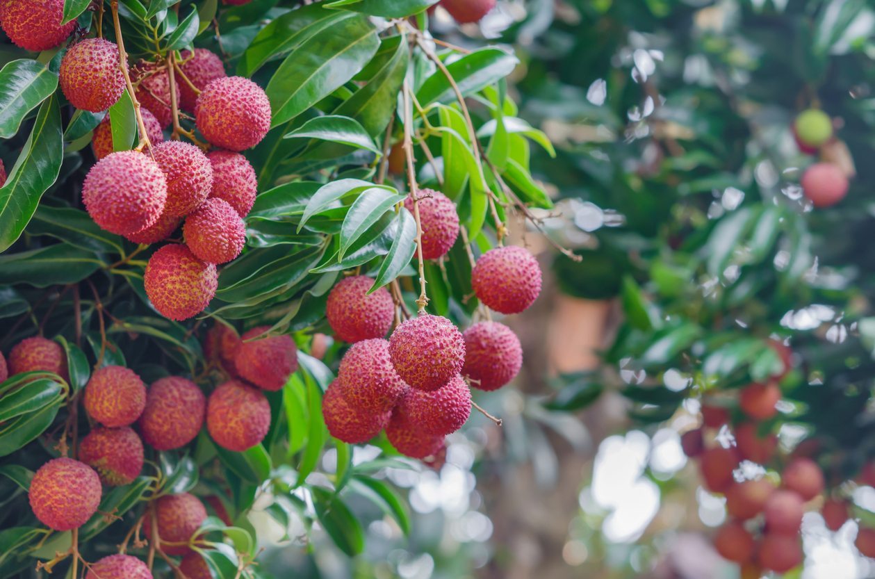 Lychee Tree