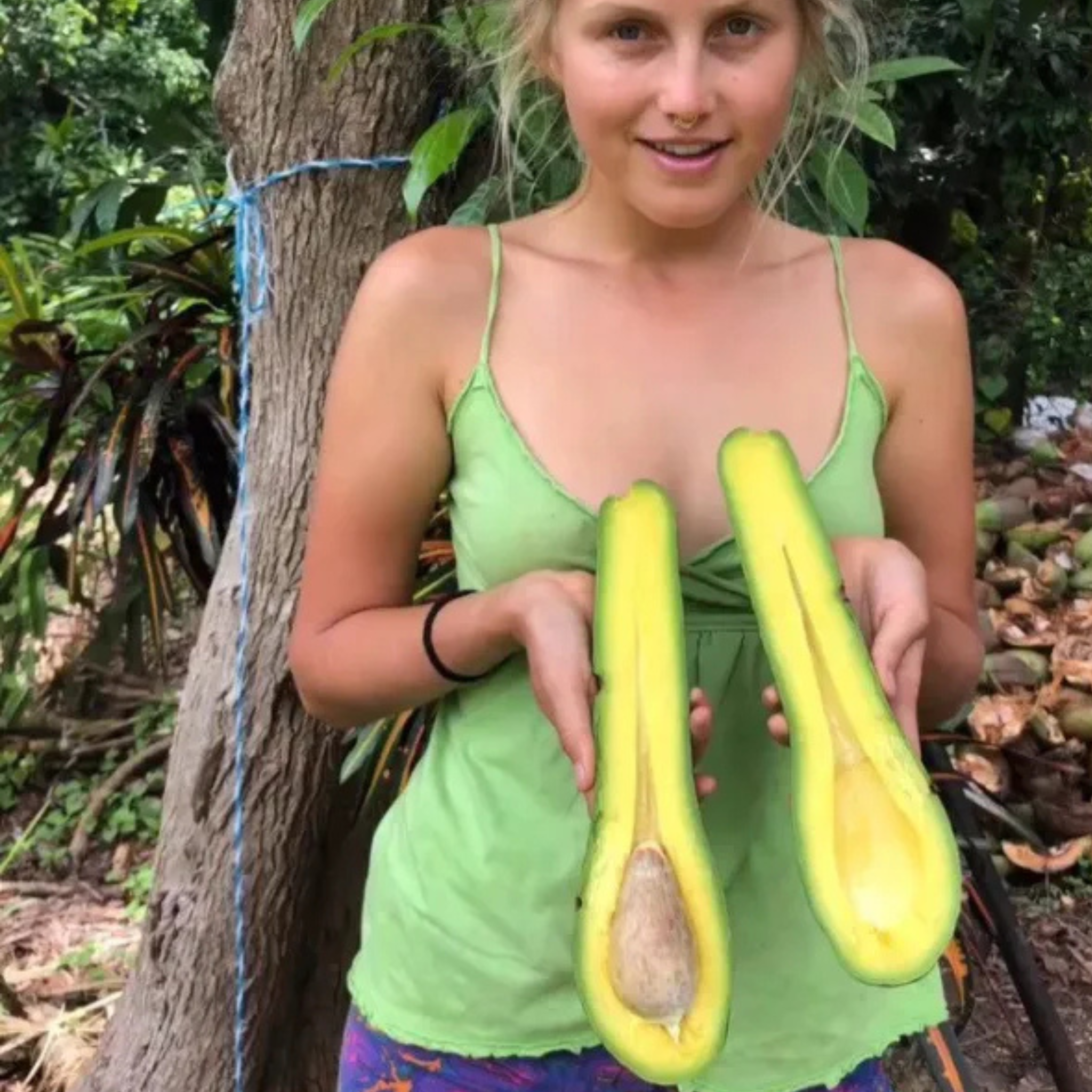 Long Neck Avocado Tree