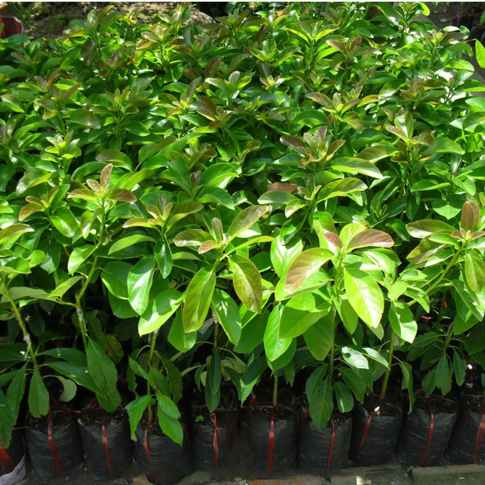 Long Neck Avocado Tree