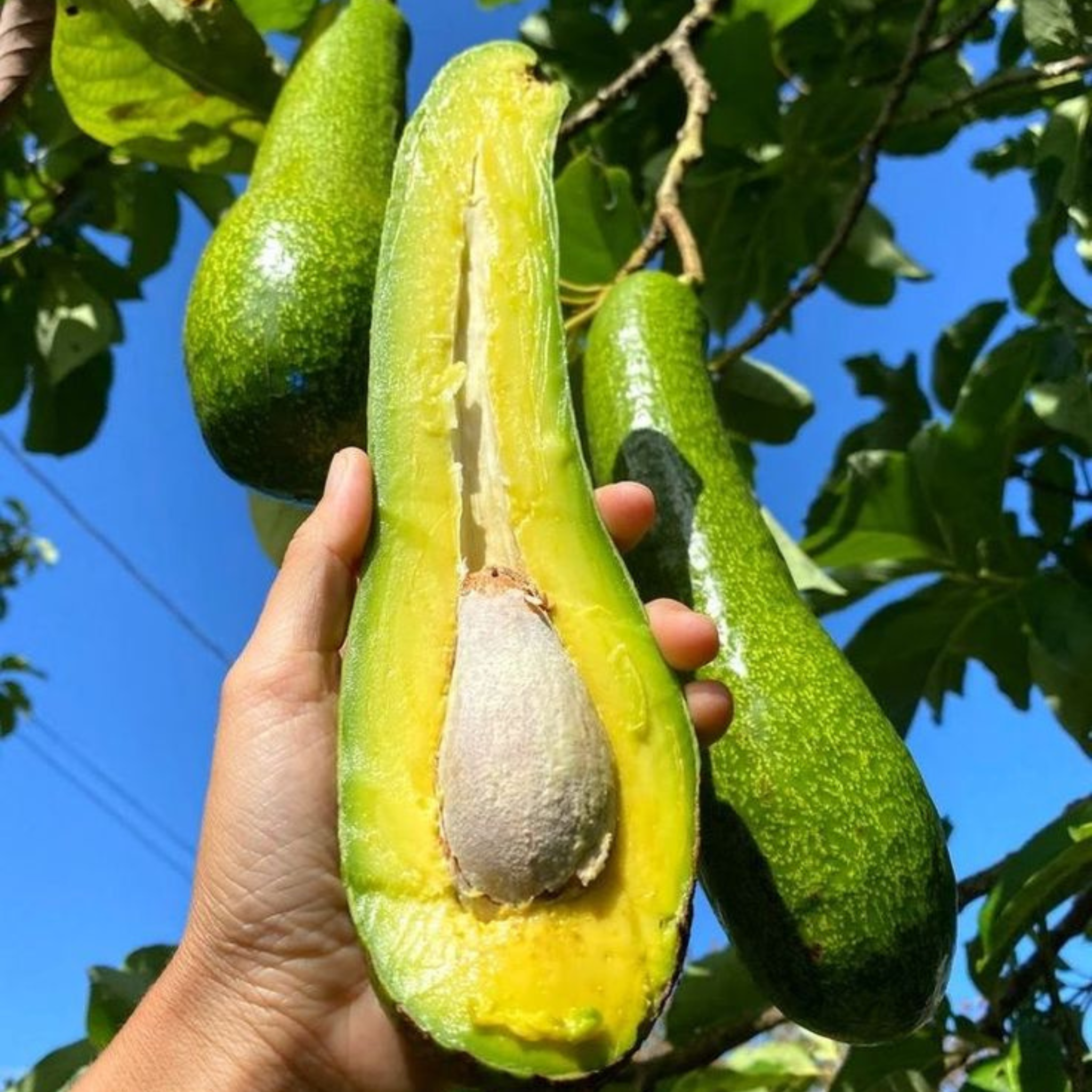 Long Neck Avocado Tree