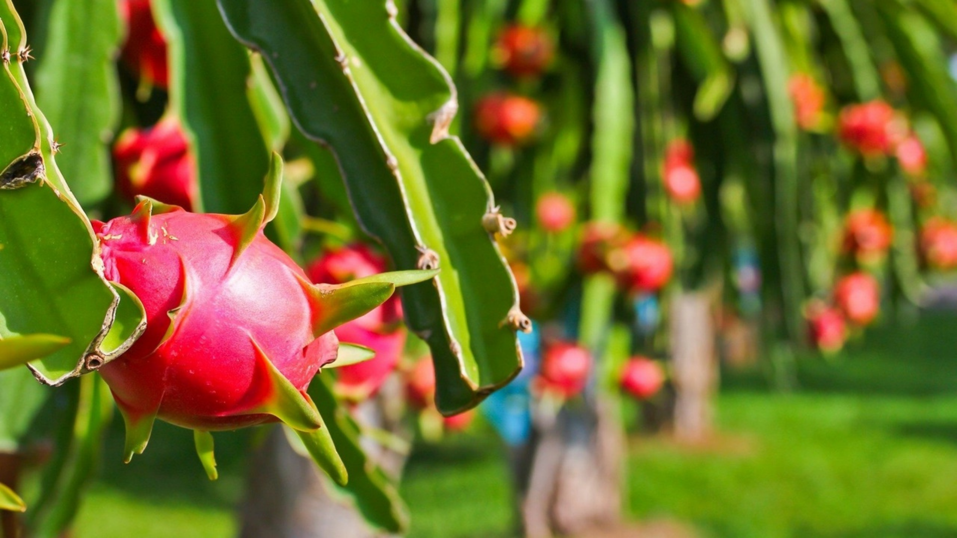 🌵 Red Dragon Fruit Seedling – A Super Nutritious Tropical Fruit
