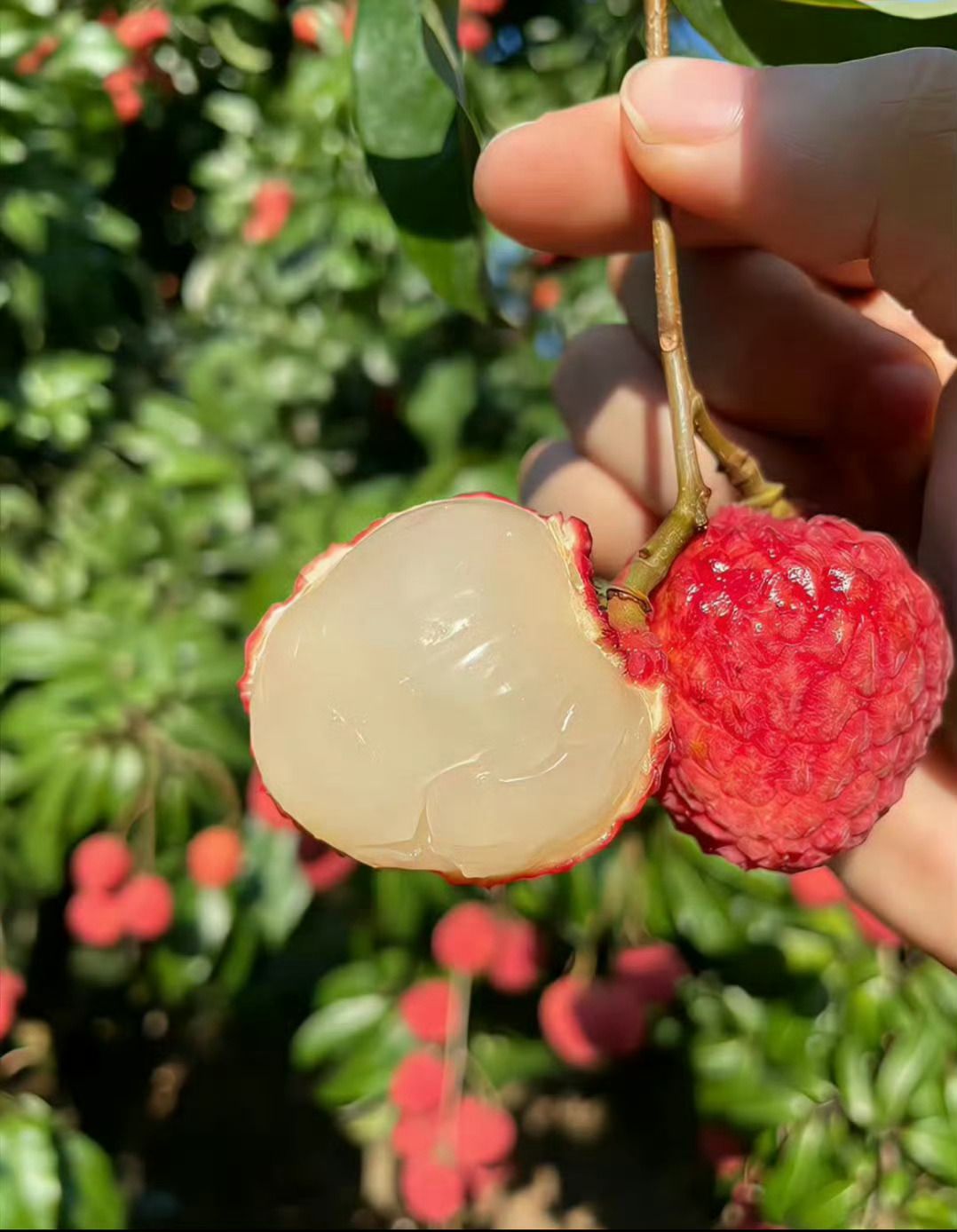 Lychee Tree