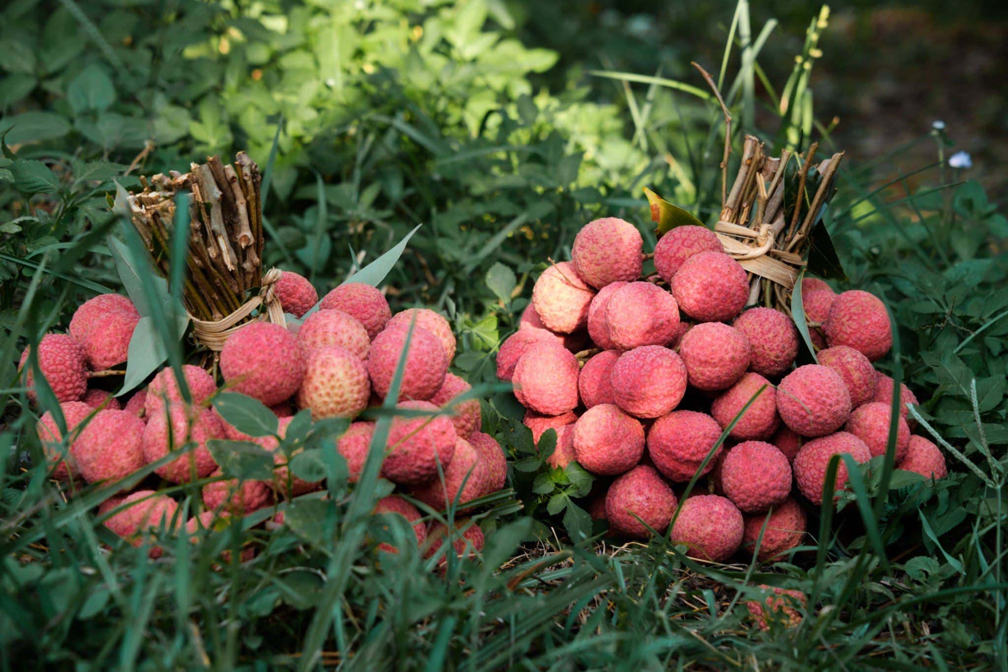 Lychee Tree