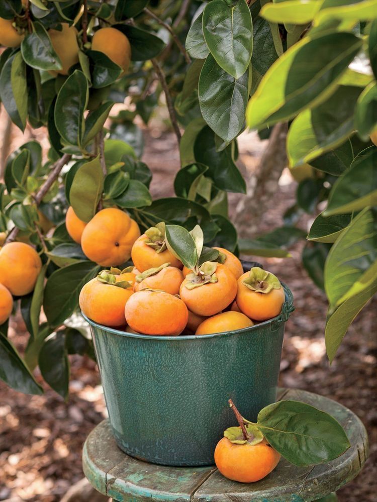Fuyu Persimmon Tree