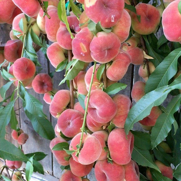 Saturn Peach (VOTED THE BEST-TASTING PEACH IN THE WORLD )