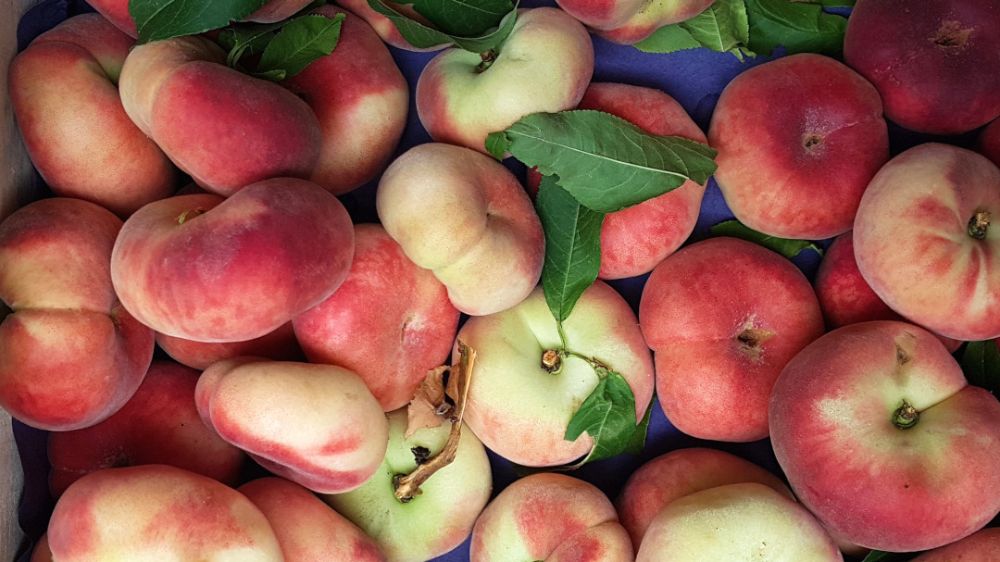 Saturn Peach (VOTED THE BEST-TASTING PEACH IN THE WORLD )