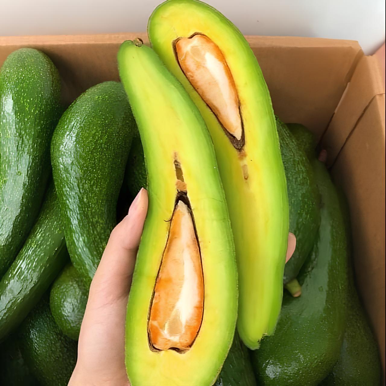 Long Neck Avocado Tree