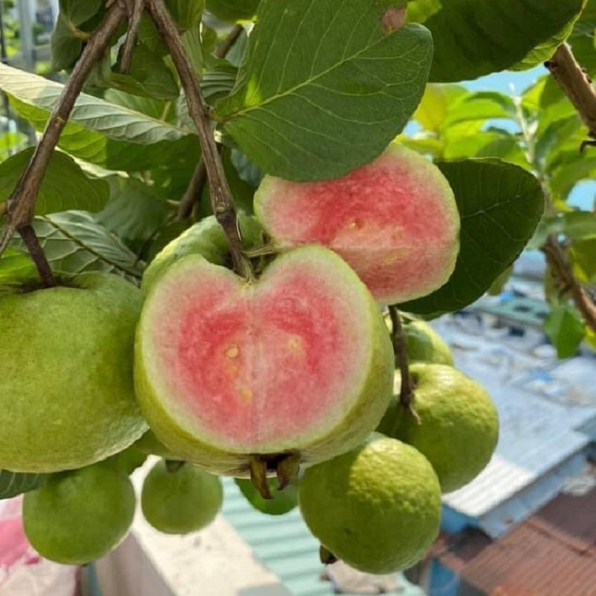 🌳 Pink Guava Seedling – Sweet, Refreshing, and Nutritious Fruit