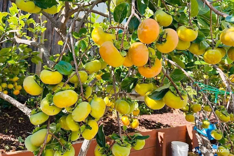 Fuyu Persimmon Tree
