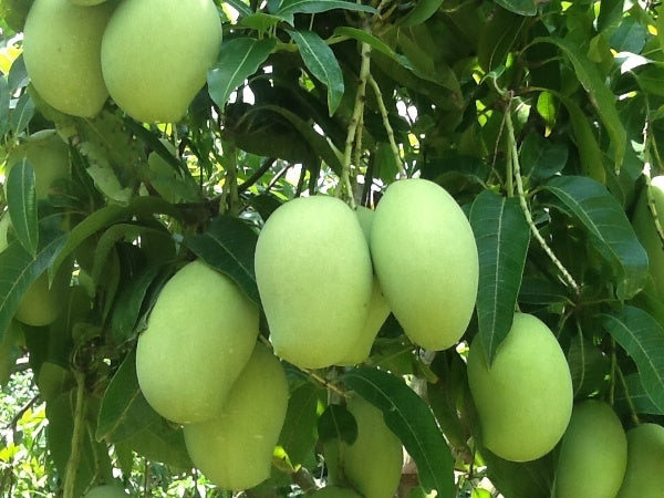🥭 Alphonso Mango – King of Mangoes 👑