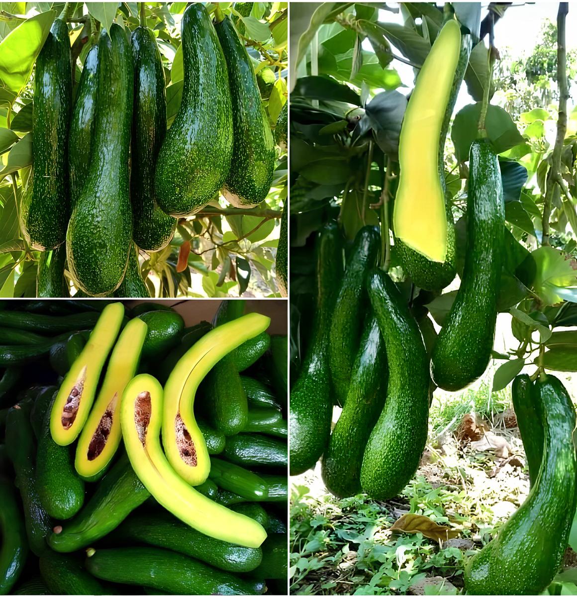 Long Neck Avocado Tree