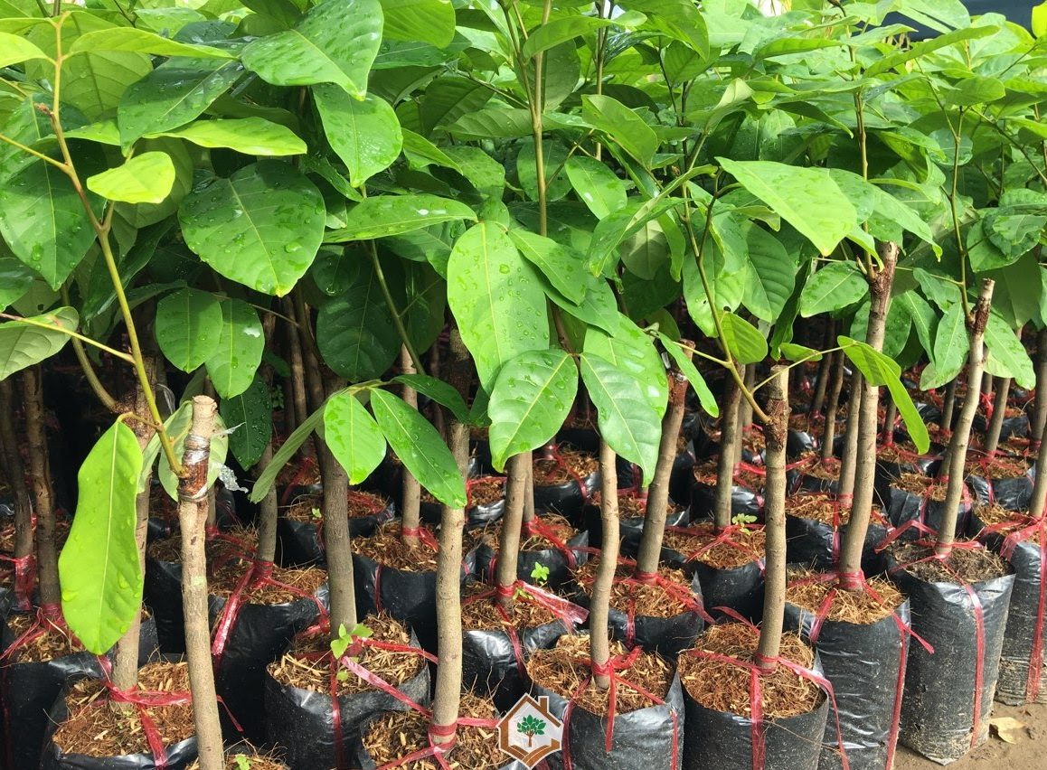 🌳 Rambutan Seedling – A Unique Tropical Fruit