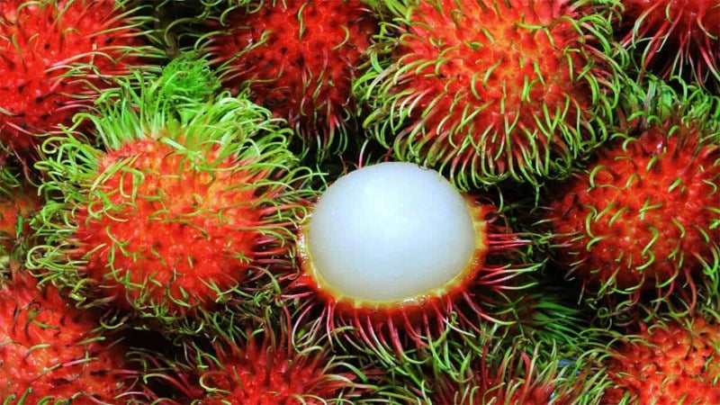 🌳 Rambutan Seedling – A Unique Tropical Fruit
