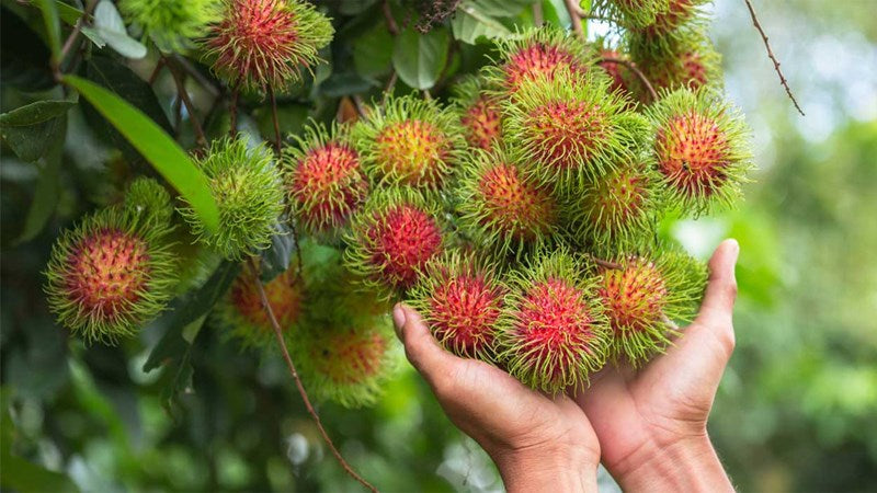 🌳 Rambutan Seedling – A Unique Tropical Fruit