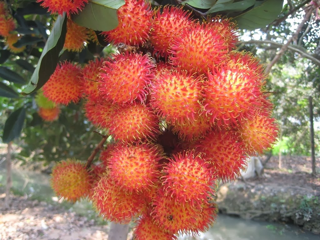 🌳 Rambutan Seedling – A Unique Tropical Fruit