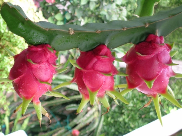 🌵 Red Dragon Fruit Seedling – A Super Nutritious Tropical Fruit