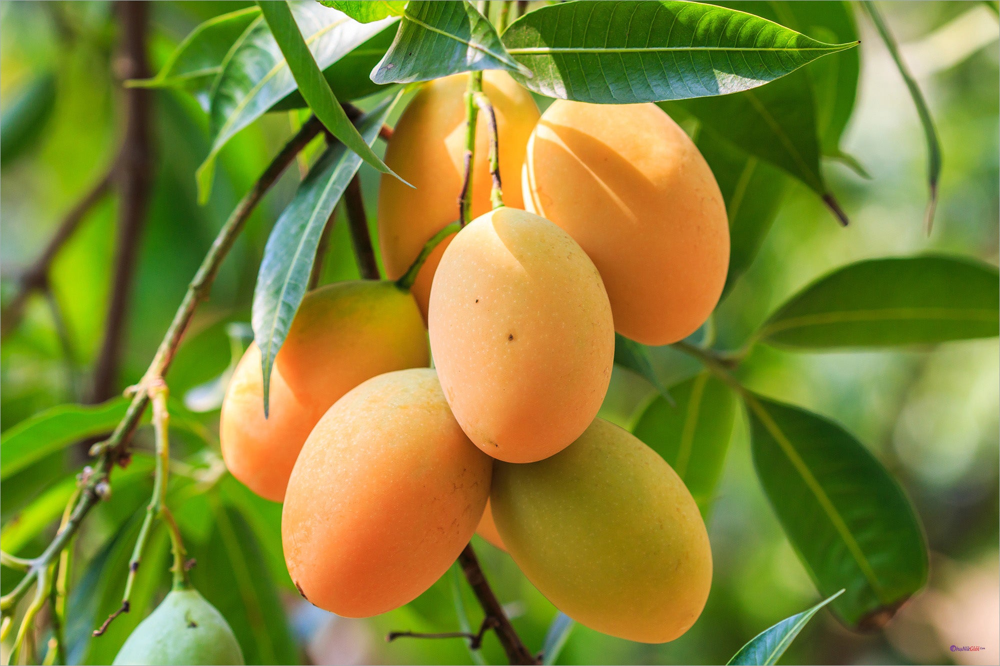 🥭 Alphonso Mango – King of Mangoes 👑