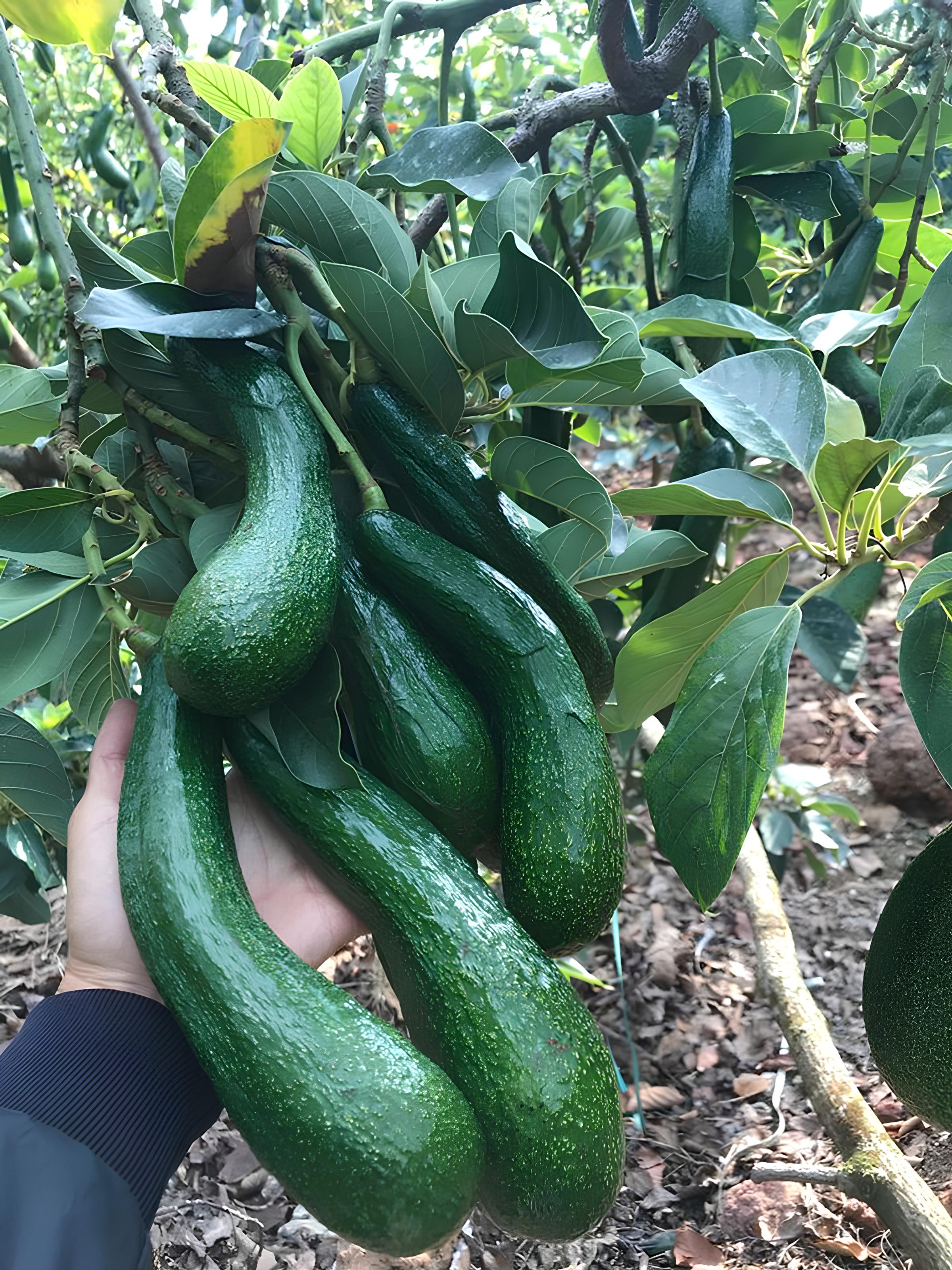 Long Neck Avocado Tree