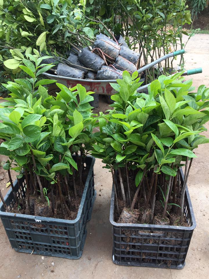 Fuyu Persimmon Tree