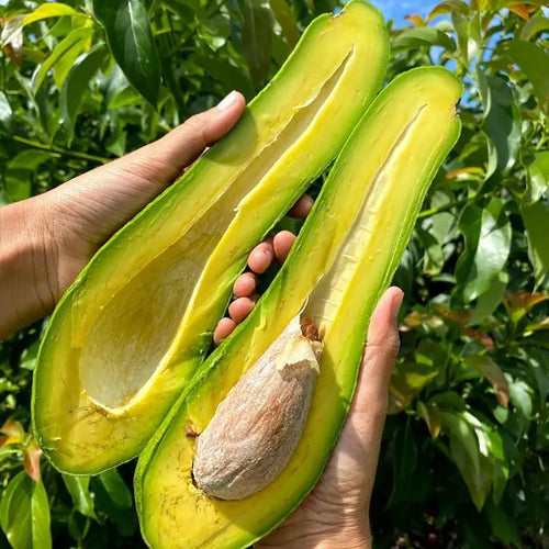 Long Neck Avocado Tree