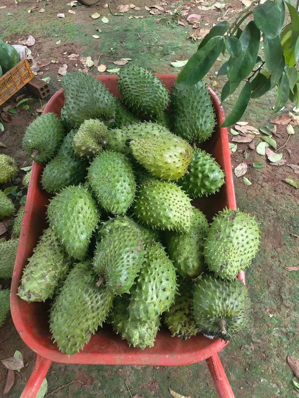 Soursop Seedling – A Precious Tropical Fruit
