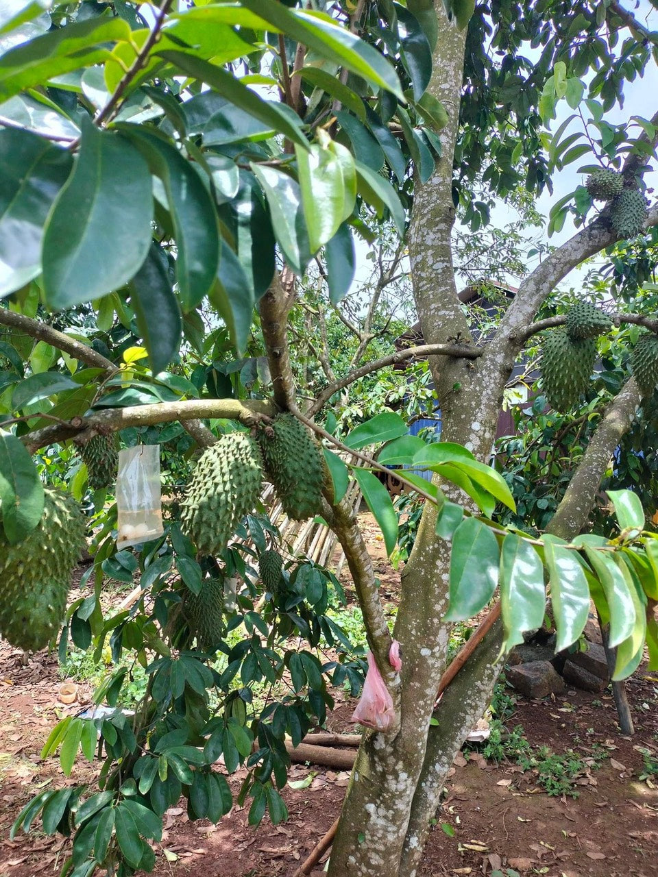 Soursop Seedling – A Precious Tropical Fruit