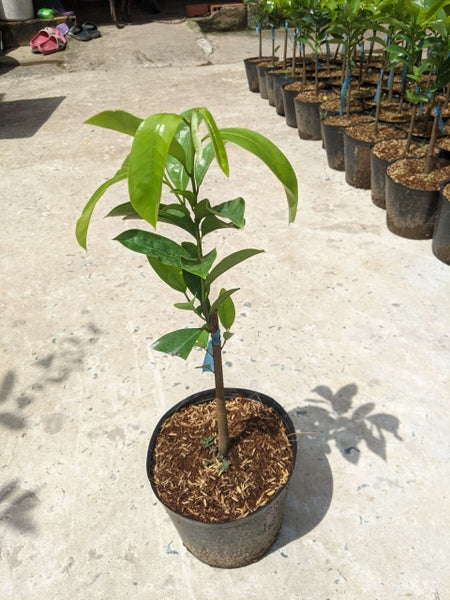 Soursop Seedling – A Precious Tropical Fruit